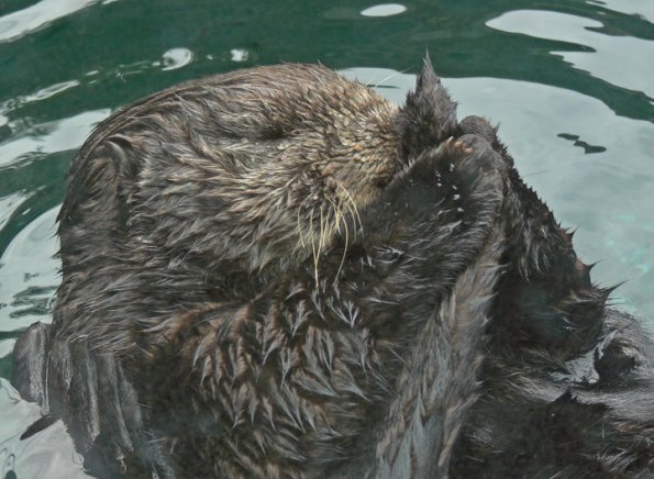 sea-otter-with-tail-captive-in-a-zoo