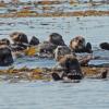 sea-otters-in-kelp-bed