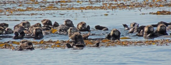 sea-otters-in-kelp-bed