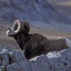 bighorn-sheep-canadian-rockies
