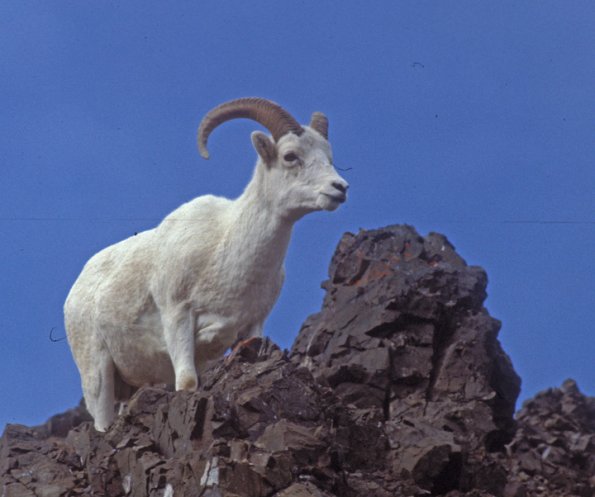 dall-sheep-1-denali-n.p.
