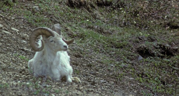 dall-sheep-2-denali-n.p.