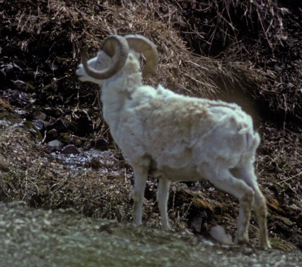dall-sheep-4-denali-n.p.