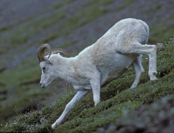 dall-sheep-5-denali-n.p.