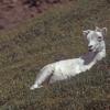 dall-sheep-7-denali-n.p.
