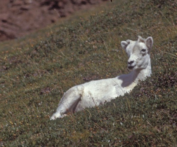 dall-sheep-7-denali-n.p.