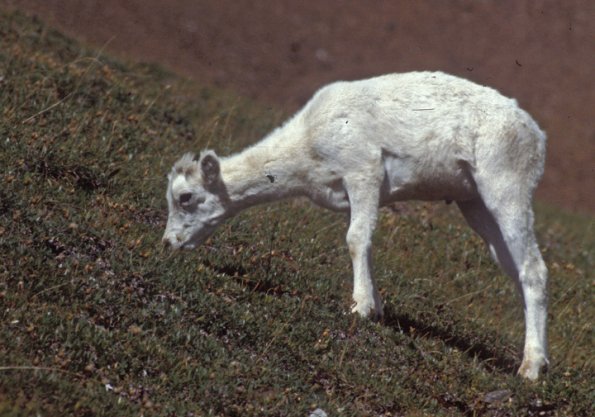 dall-sheep-8-denali-n.p.