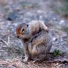arctic-ground-squirrel-scratching-itself
