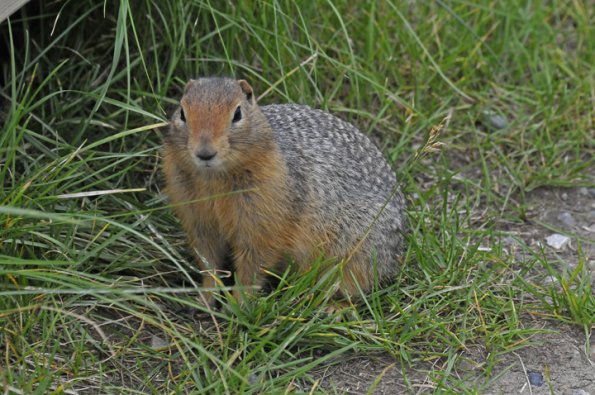 arctic-ground-squirrel
