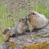 hoary-marmots-at-the-beach