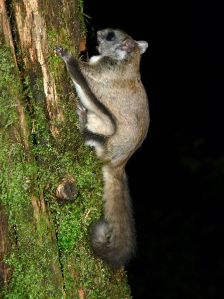 northern-flying-squirrel-6-8-07-025-modified