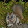 northern-flying-squirrel-at-bird-feeder