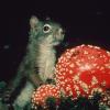red-squirrel-and-amanita-mushroom