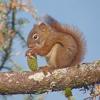 red-squirrel-eating-sitka-spruce-cone-seeds