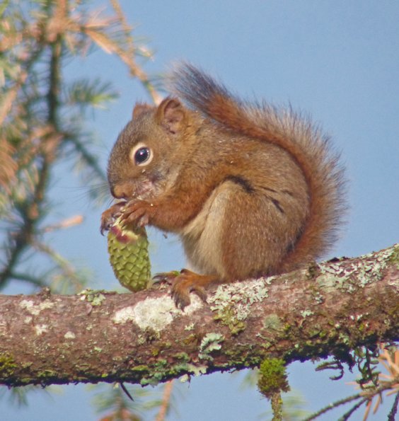 red-squirrel-eating-sitka-spruce-cone-seeds