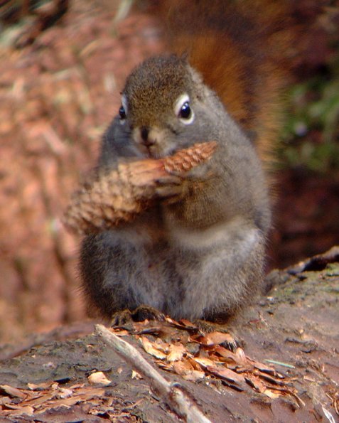 red-squirrel-eating-spruce-seeds