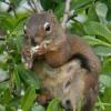 red-squirrel-eating-willow-seeds-juneau
