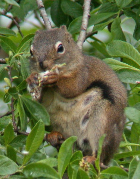 red-squirrel-eating-willow-seeds-juneau
