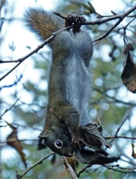 red-squirrel-harvesting-alder-cones-2