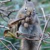 red-squirrel-harvesting-alder-cones