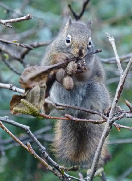 red-squirrel-harvesting-alder-cones