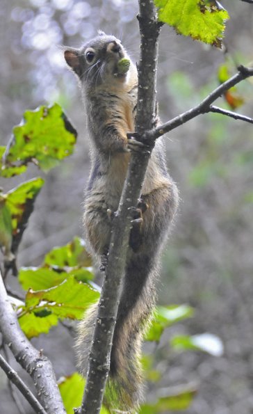 red-squirrel-with-alder-cone