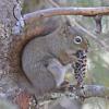 red-squirrel-with-spruce-cone