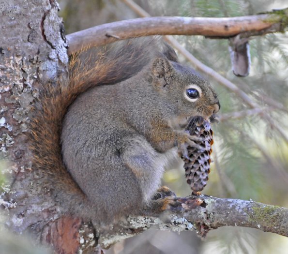 red-squirrel-with-spruce-cone