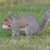 western-gray-squirrel-with-young