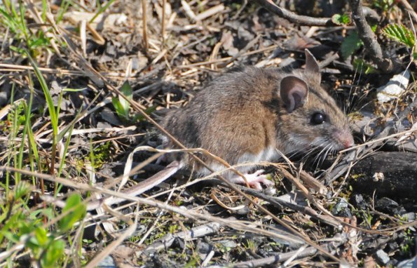 deer-mouse-1