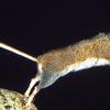 deer-mouse-jumping