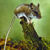 deer-mouse-sitting-2