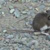 deer-mouse