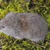 long-tailed-vole-2