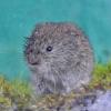 long-tailed-vole-3