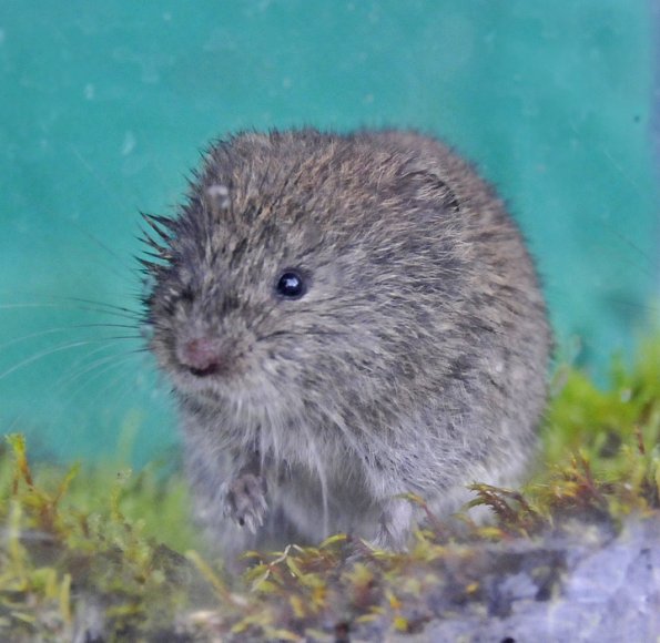 long-tailed-vole-3