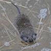 long-tailed-vole-mendenhall-wetlands-2
