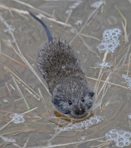 long-tailed-vole-mendenhall-wetlands-2