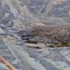 long-tailed-vole-swimming