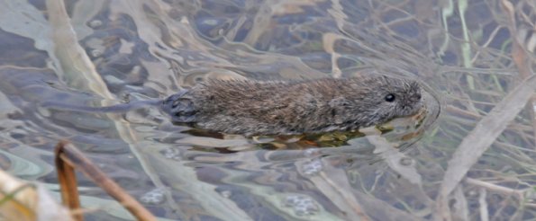 long-tailed-vole-swimming