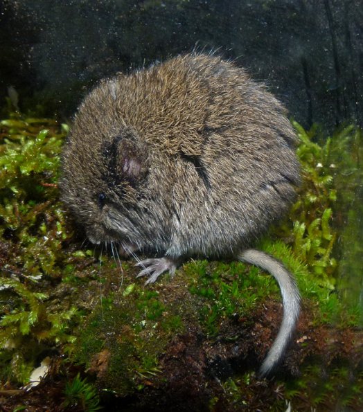 longtailed-vole