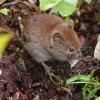 red-backed-vole-2