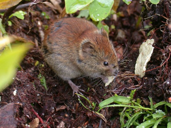 red-backed-vole-2