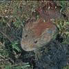 voles-mice-and-shrews