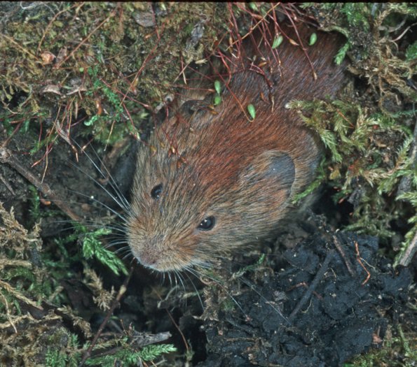 red-backed-vole