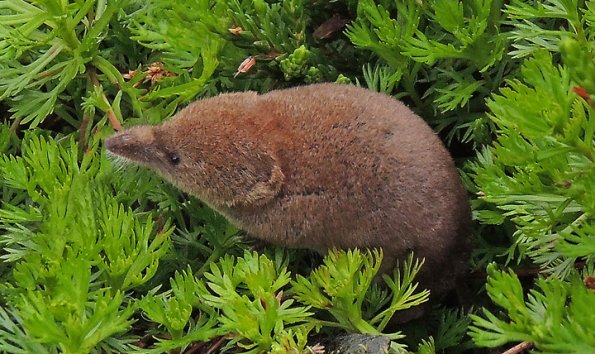 shrew-in-alpine