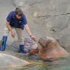 walrus-giving-a-high-five