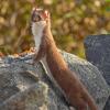 short-tailed-weasel-in-the-alpine