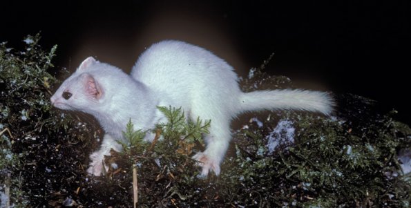short-tailed-weasel-in-winter-juneau