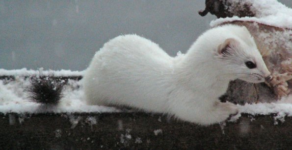 short-tailed-weasel-in-winter